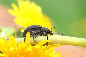 Ecostyle Aaltjes tegen taxuskevers val - afbeelding 2