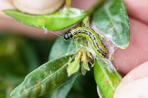 Ecostyle Aaltjes tegen rupsen van de buxusmot 20 m² - afbeelding 3