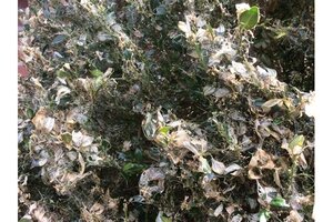 Ecostyle Aaltjes tegen rupsen van de buxusmot 20 m² - afbeelding 2