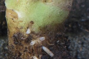 Ecostyle aaltjes tegen larven koolvlieg 60 m2 - afbeelding 2