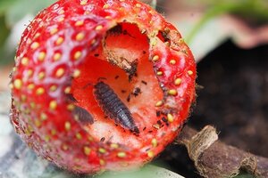 Ecostyle aaltjes tegen pissebedden val - afbeelding 2