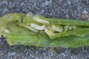 Ecostyle aaltjes tegen wortelvlieg 60 m2 - afbeelding 2