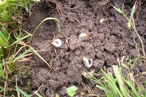 Ecostyle Aaltjes tegen engerlingen 10 m² - afbeelding 2