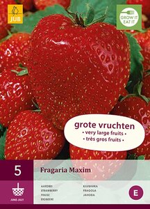 Aardbeienplant maxim