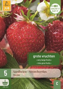 Aardbeienplant maxim
