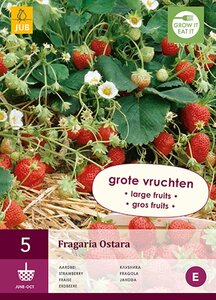 Aardbeienplant Ostara