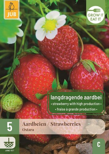Aardbeienplant Ostara