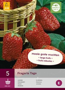 Aardbeiplant Tago