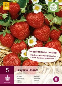 Aardbeienplanten Elsanta