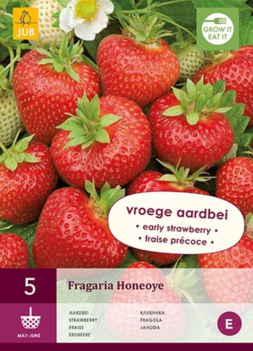 Aardbeienplanten Honeoye