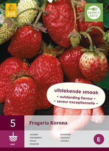 Aardbeienplanten Korona