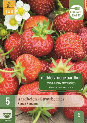 Aardbeienplanten senga sengana