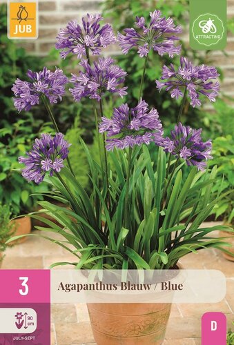 Agapanthus blauw - afbeelding 1