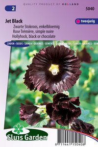 Alcea rosea stokroos zaden Jet Black bestellen