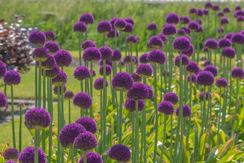 Allium ambassador 1 bol - afbeelding 2