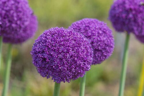 Allium ambassador 1 bol - afbeelding 3