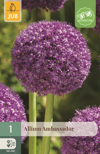 Allium ambassador 1 bol - afbeelding 1