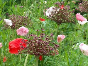 Allium atropurpureum 5 bollen - afbeelding 2