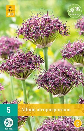 Allium atropurpureum 5 bollen - afbeelding 1