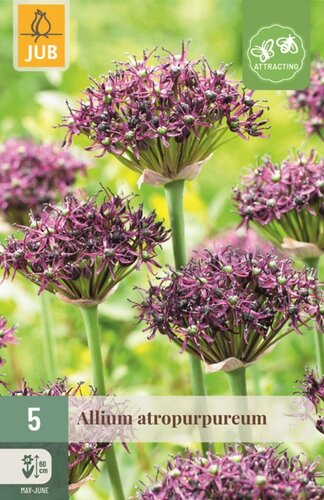 Allium atropurpureum 5 bollen - afbeelding 1