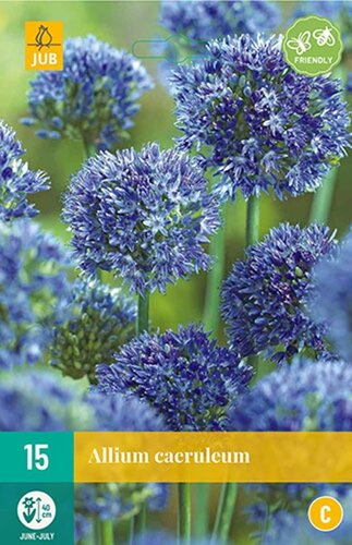 Allium caeruleum 15 bollen