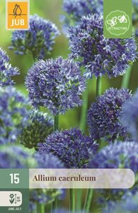 Allium caeruleum 15 bollen