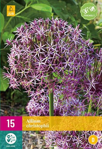 Allium christophii 15 bollen - afbeelding 1