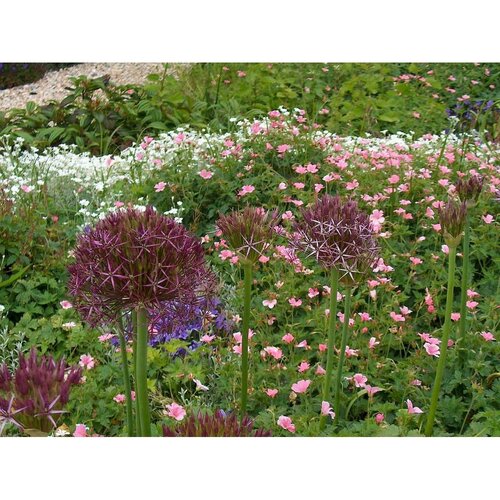 Allium christophii 15 bollen - afbeelding 3