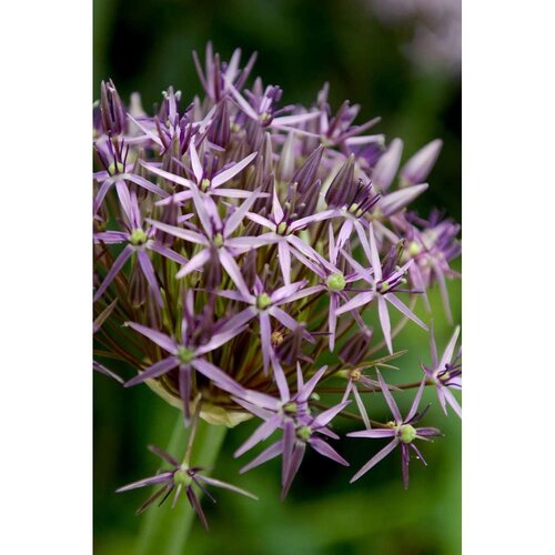 Allium christophii 15 bollen - afbeelding 2