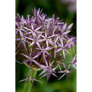 Allium christophii 15 bollen - afbeelding 2