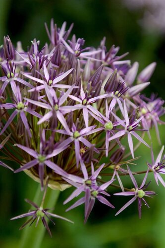 Allium christophii 3 bollen - afbeelding 2