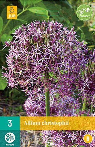 Allium christophii 3 bollen - afbeelding 1