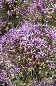 Allium Christophii 7 bollen - afbeelding 2