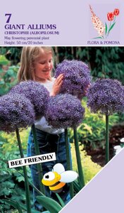 Allium Christophii 7 bollen - afbeelding 2