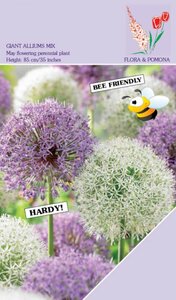 ALLIUM GIANT MIX PURPLE & WHITE 10 BOLLEN