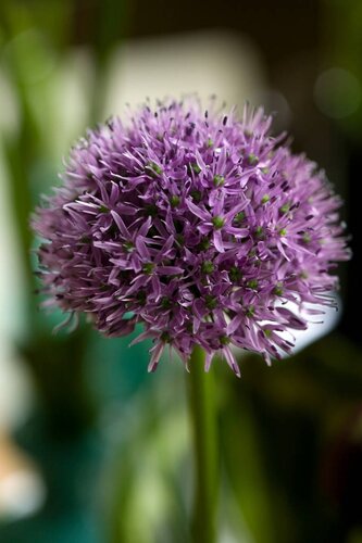 Allium gladiator 5 bollen - afbeelding 2