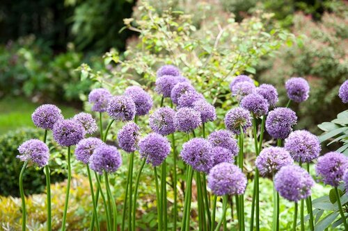 Allium gladiator 5 bollen - afbeelding 3