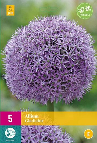 Allium gladiator 5 bollen - afbeelding 1