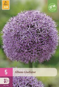 Allium gladiator 5 bollen