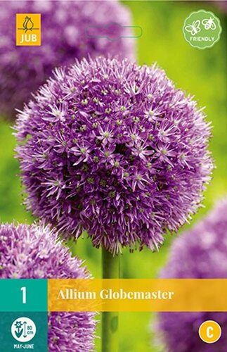 Allium globemaster bol - afbeelding 1