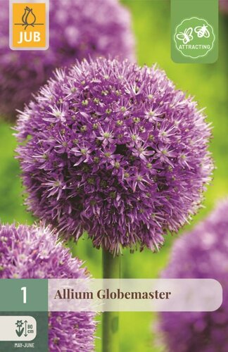 Allium globemaster bol - afbeelding 1