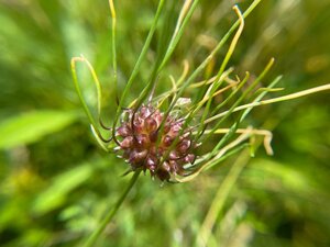ALLIUM HAIR