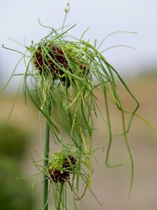 Allium hair 10 bollen - afbeelding 2