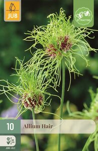Allium hair 10 bollen - afbeelding 1