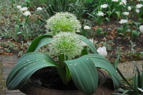 ALLIUM KARATAVIENSE