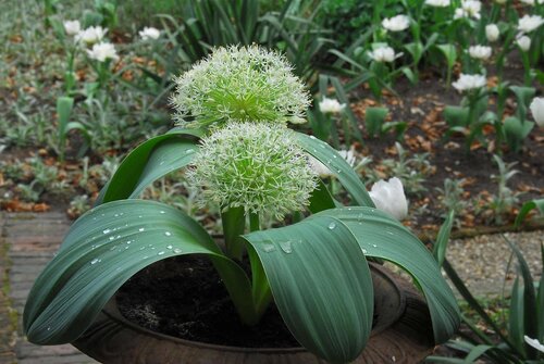 Allium karataviense 5 bollen - afbeelding 2