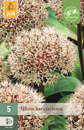 Allium karataviense 5 bollen - afbeelding 1