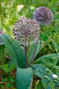 ALLIUM KARATAVIENSE