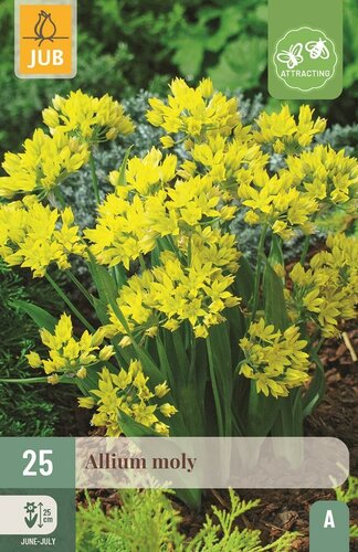 Allium moly - afbeelding 1