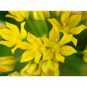 Allium moly - afbeelding 2